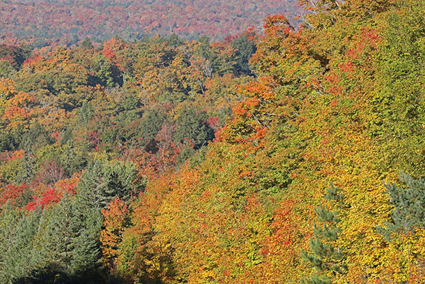 Near Canoe Lake in Algonquin Park on September 29, 2022.